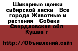 Шикарные щенки сибирской хаски - Все города Животные и растения » Собаки   . Свердловская обл.,Кушва г.